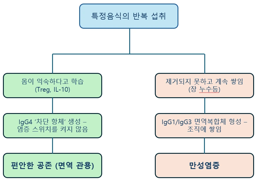 반복 섭취가 면역관용 또는 면역복합체 염증으로 이어지는 두 경로